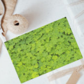 Hellgrüne Kleeblätter Seidenpapier