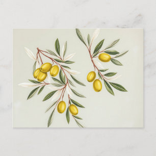 Hellgrüne Olive Branches Illustration Elegante Postkarte