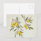 Hellgrüne Olive Branches Illustration Elegante Postkarte (Vorne/Hinten)
