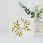 Hellgrüne Olive Branches Illustration Elegante Postkarte (Stehend Vorderseite)