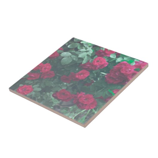 Hellgrüne Rote Rosen Blume Zeichnend Fliese (Seite)