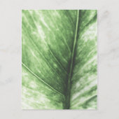 Hellgrünes Leaf-Blumendesign Postkarte (Vorderseite)
