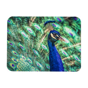Helligkeit im Blau &Green Pfau-Magneten Magnet