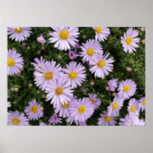Helllila Poster (Vorne)