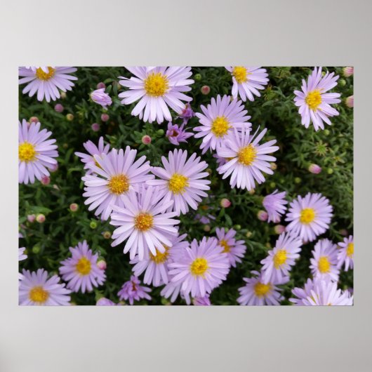 Helllila Poster (Vorne)