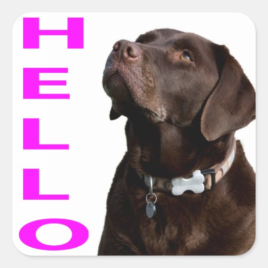 Hello Black Brown Labrador Retriever Sticker Label (Vorderseite)