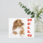 Hello Brown and White Havanese Puppy Dockcard Postkarte (Stehend Vorderseite)
