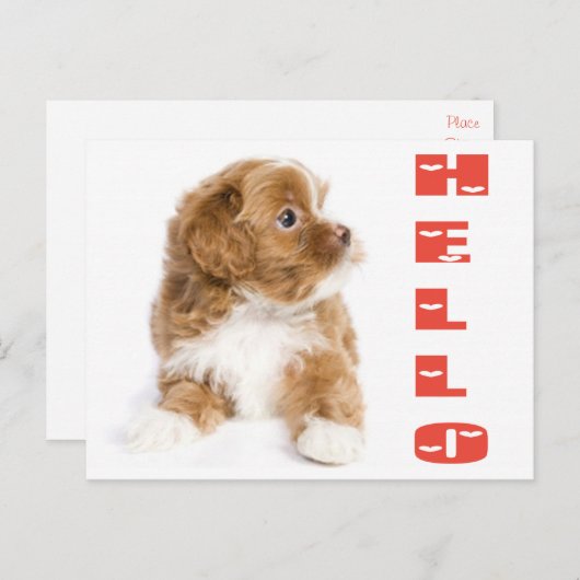Hello Brown and White Havanese Puppy Dockcard Postkarte (Vorne/Hinten)