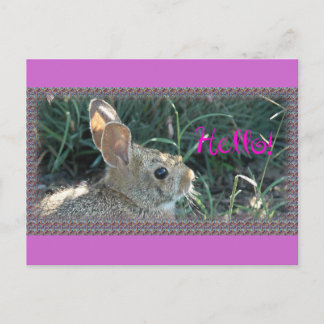Hello Bunny Postkarte