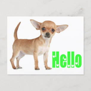Hello Chihuahua Puppy Dog Post Card Postkarte