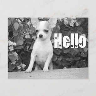 Hello Chihuahua Puppy Dog Post Card Postkarte