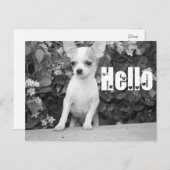 Hello Chihuahua Puppy Dog Post Card Postkarte (Vorne/Hinten)
