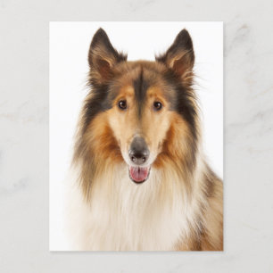 Hello Collie Puppy Dop Card Postkarte