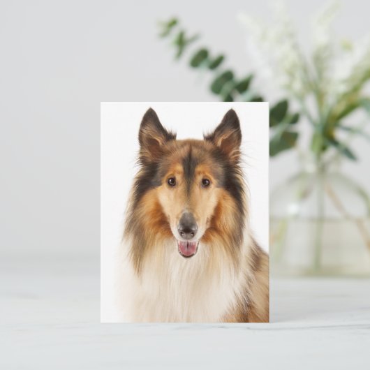 Hello Collie Puppy Dop Card Postkarte (Stehend Vorderseite)