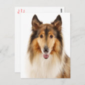 Hello Collie Puppy Dop Card Postkarte (Vorne/Hinten)