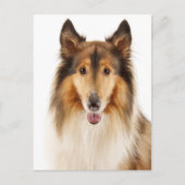 Hello Collie Puppy Dop Card Postkarte (Vorderseite)