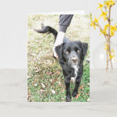 Hello Doggy Card Karte (Gelbe Blume)