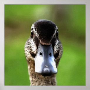 Hello Ducky Quirky Duck Portrait Poster