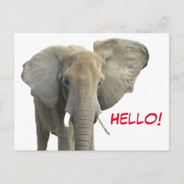 Hello Elephant Safari Animal Postkarte