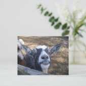 Hello Friendly Goat Postkarte (Stehend Vorderseite)
