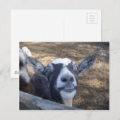 Hello Friendly Goat Postkarte (Vorne/Hinten)