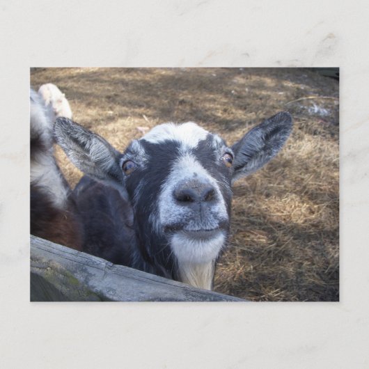 Hello Friendly Goat Postkarte (Vorderseite)