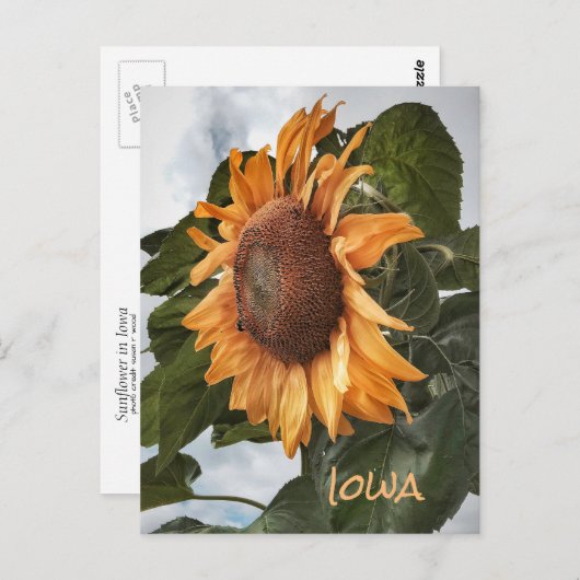 Hello From Iowa Postcard Postkarte (Vorne/Hinten)