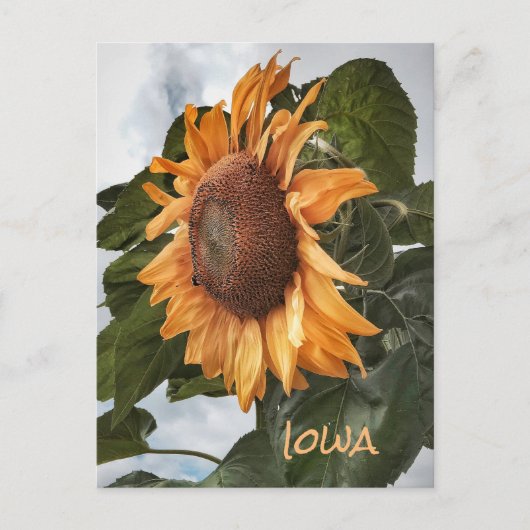 Hello From Iowa Postcard Postkarte (Vorderseite)