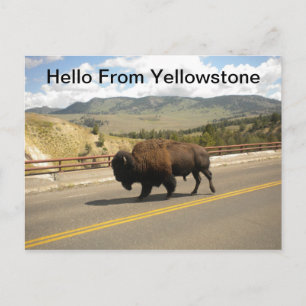 Hello From Yellowstone Postcard Postkarte