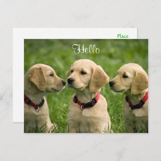 Hello Golden Retriever Puppies Postcard Postkarte (Vorne/Hinten)