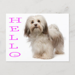 Hello Havanese Puppy Dockcard Postkarte