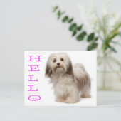 Hello Havanese Puppy Dockcard Postkarte (Stehend Vorderseite)