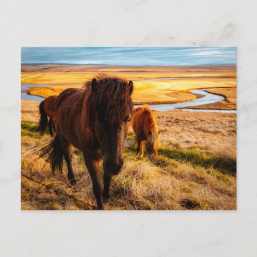 Hello Horse Postcard Postkarte (Vorderseite)