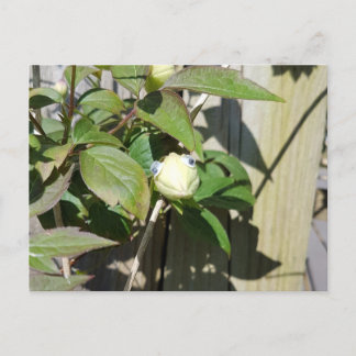 Hello Kermie Postkarte