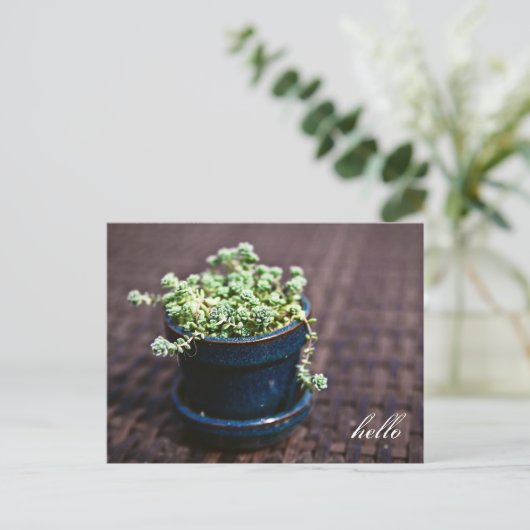 Hello Mini Succulents Postcard Postkarte (Stehend Vorderseite)