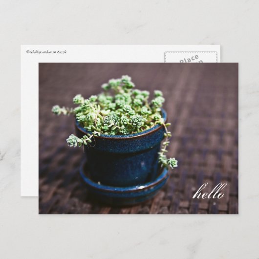 Hello Mini Succulents Postcard Postkarte (Vorne/Hinten)