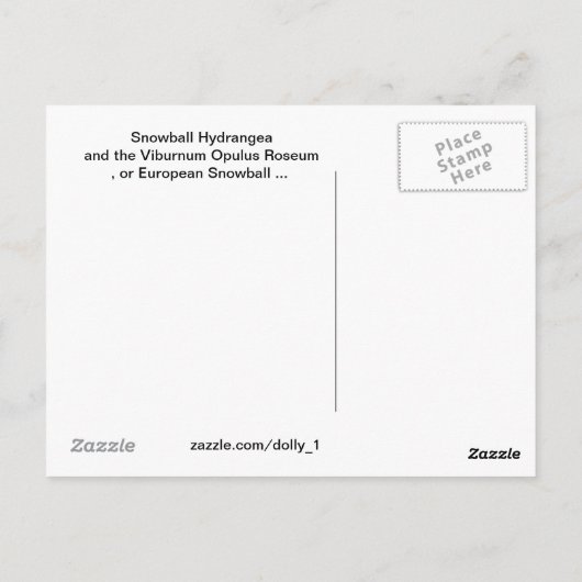 Hello One Big Snowball Hydrangeas Blume Postkarte (Rückseite)