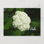 Hello One Big Snowball Hydrangeas Blume Postkarte (Vorderseite)