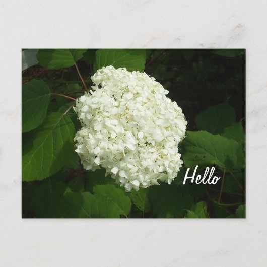 Hello One Big Snowball Hydrangeas Blume Postkarte (Vorderseite)