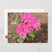 Hello Pink Rhododendron Blume Postkarten (Vorne/Hinten)