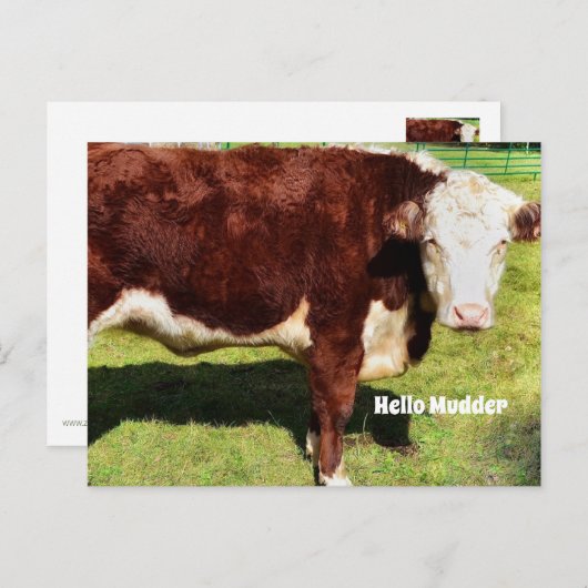 Hello PostCard Postkarte (Vorne/Hinten)