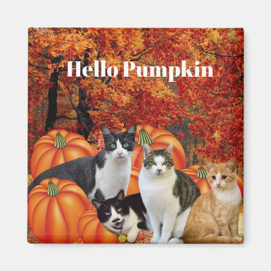Hello Pumpkin Fall Season Cats in Pumpkin Patch Magnet (Vorne)