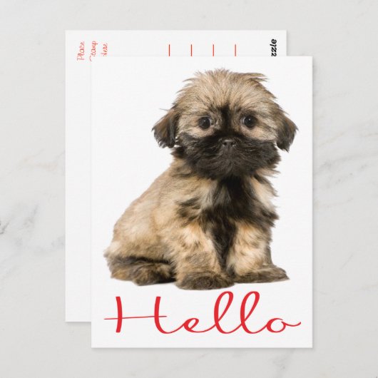 Hello Shih Tzu Puppy Dog Postcard Postkarte (Vorne/Hinten)