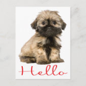 Hello Shih Tzu Puppy Dog Postcard Postkarte (Vorderseite)