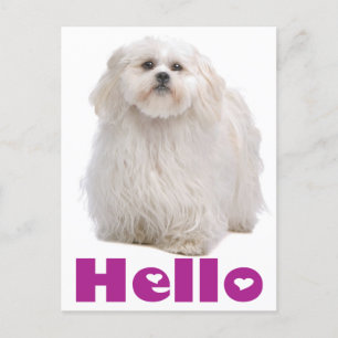 Hello Shih Tzu Puppy Dog Postcard Postkarte