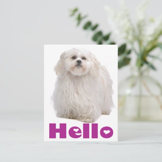 Hello Shih Tzu Puppy Dog Postcard Postkarte (Stehend Vorderseite)