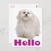 Hello Shih Tzu Puppy Dog Postcard Postkarte (Vorne/Hinten)