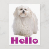 Hello Shih Tzu Puppy Dog Postcard Postkarte (Vorderseite)