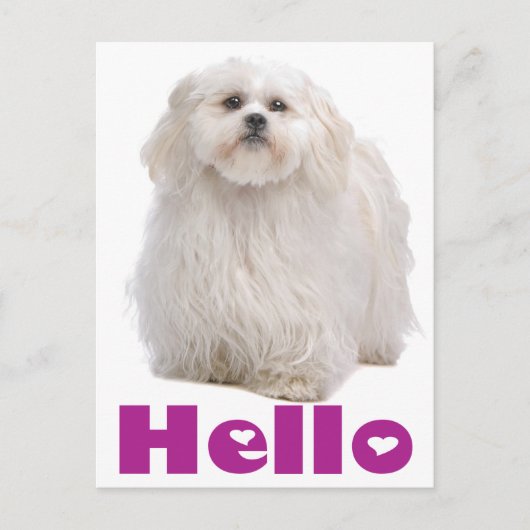 Hello Shih Tzu Puppy Dog Postcard Postkarte (Vorderseite)