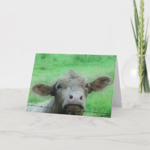 Hello There Cow All Chance Karte
